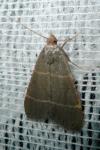 Hypsopygia glaucinalis