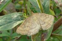 Psammotis pulveralis