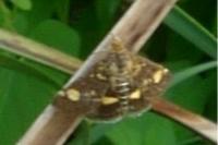Pyrausta aurata