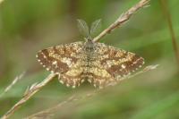 Ematurga atomaria