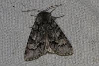 Acronicta menyanthidis