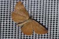 Macaria brunneata