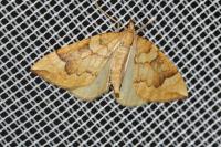 Eulithis populata