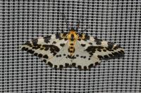 Abraxas grossulariata