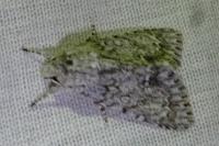 Acronicta auricoma