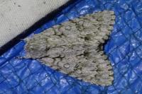 Acronicta aceris