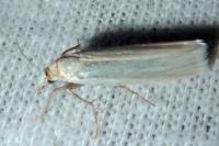 Crambus perlellus