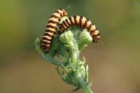 Tyria jacobaeae
