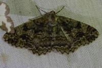 Alcis repandata