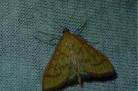 Mecyna flavalis
