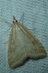 Udea lutealis