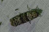Dioryctria abietella