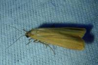 Indalia lutarella