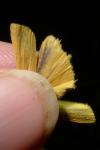 Indalia lutarella