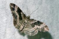 Epirrhoe alternata