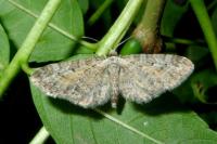 Eupithecia icterata