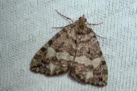 Hydriomena furcata