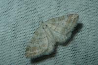 Perizoma albulata