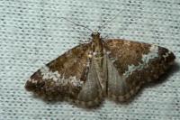 Perizoma alchemillata