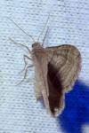 Phibalapteryx virgata