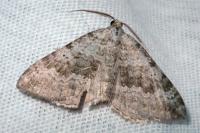 Scotopteryx bipunctaria
