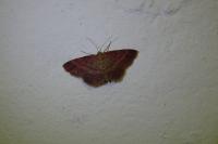 Scopula rubiginata