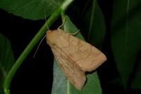 Enargia paleacea