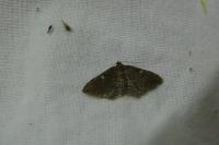 Nycterosea obstipata
