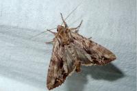 Apamea monoglypha monoglypha