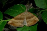 Hypena proboscidalis