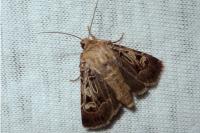 Chersotis oreina