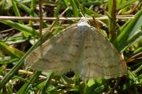 Mesotype verberata
