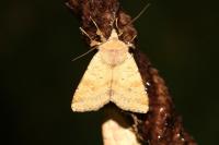 Diarsia mendica