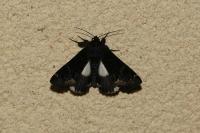 Catephia alchymista