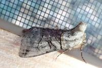 Abrostola tripartita