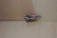 Catoptria verellus