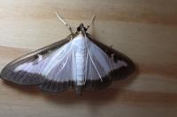 Cydalima perspectalis