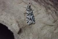 Eudonia lacustrata