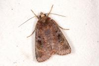 Diarsia brunnea