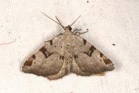Macaria wauaria