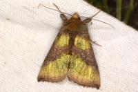 Diachrysia chrysitis