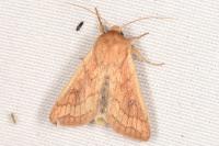Mythimna vitellina