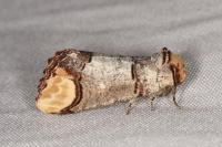 Phalera bucephala