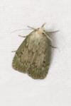 Aphomia sociella