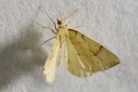 Gandaritis pyraliata