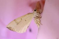Gandaritis pyraliata