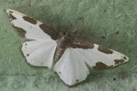 Lomaspilis marginata