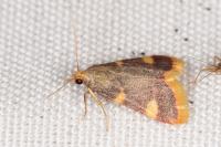 Hypsopygia costalis
