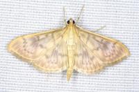 Patania ruralis