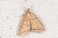Herminia grisealis
